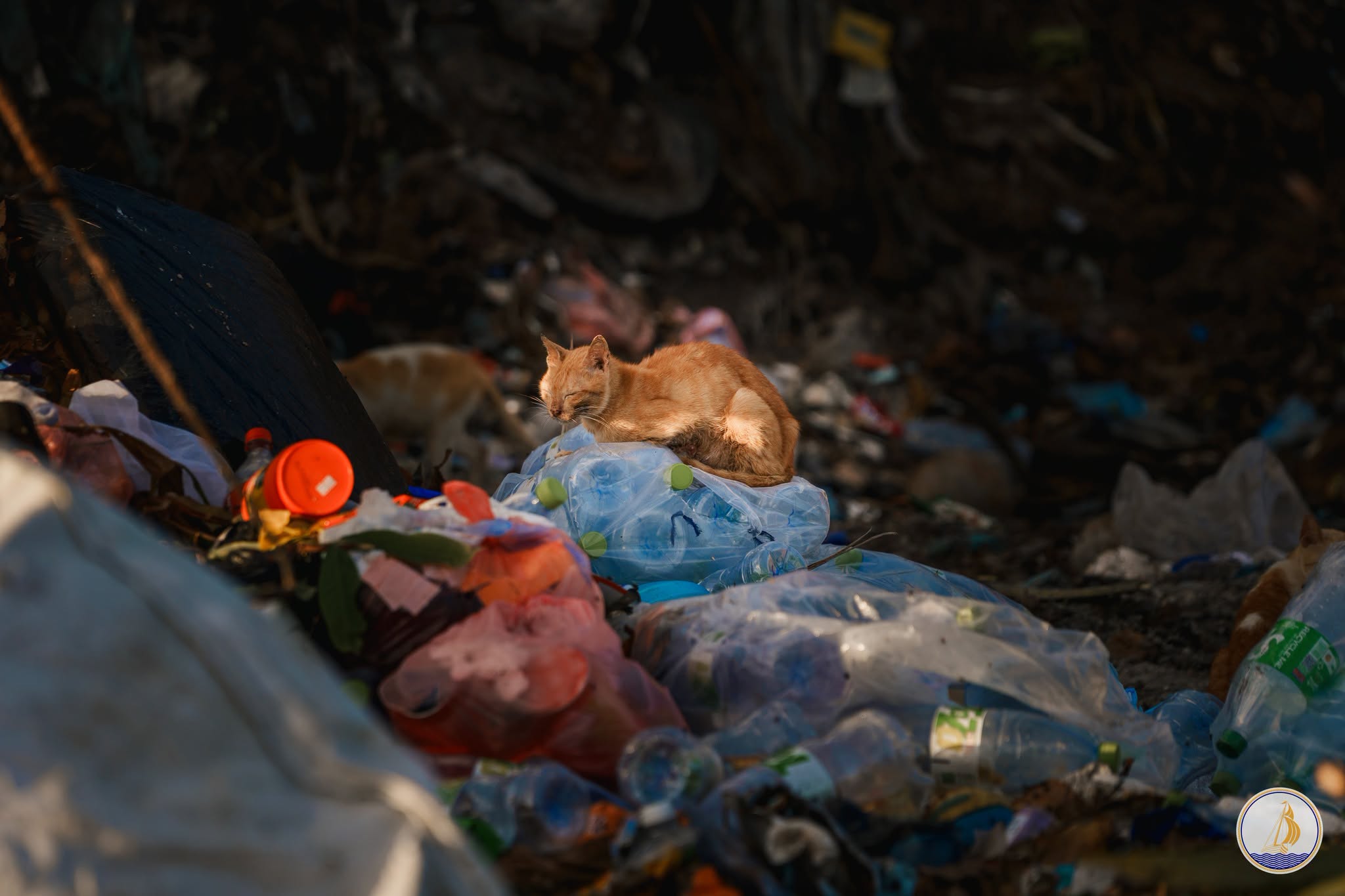 Kulhudhuffushi City Council Neutering Campaign Controls Dog Population