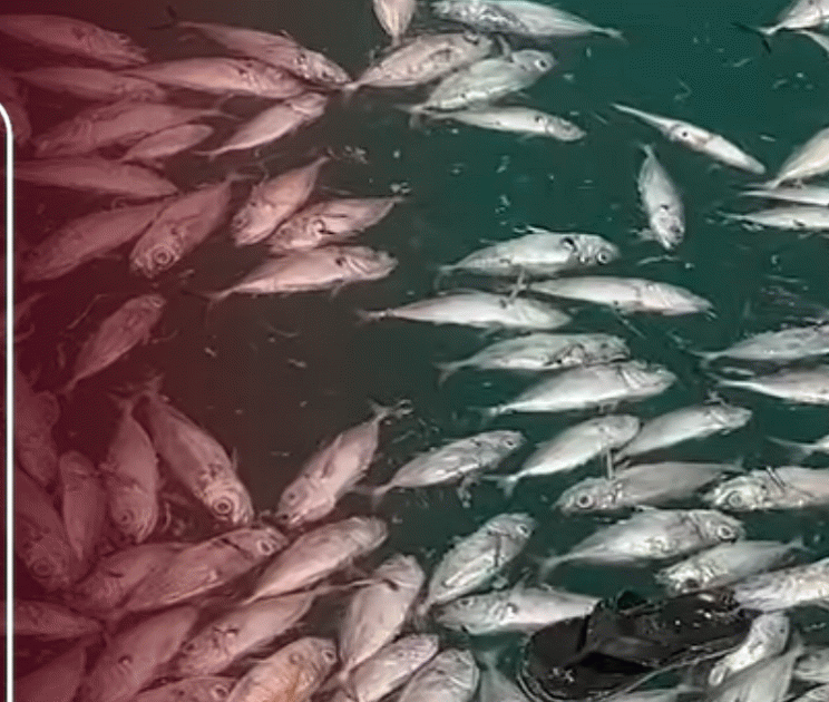 Suspected mass fish death in Velidhoo lagoon linked to mackerel cooking water dumping