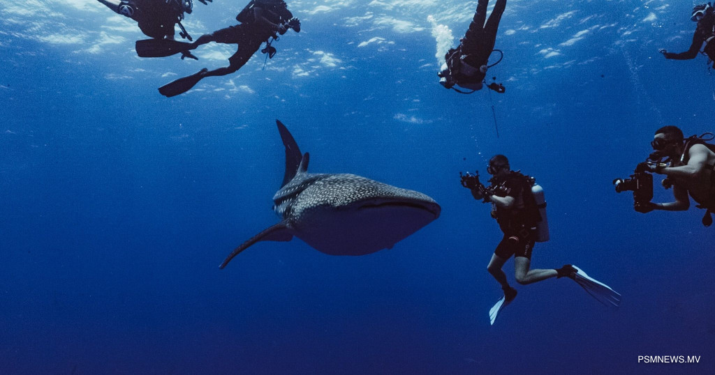 Maldives Leads Global Coalition to Ban International Whale Shark Trade