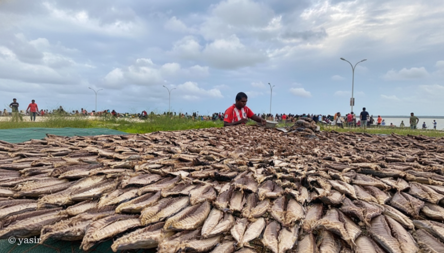 New Financing Scheme Aims to Boost Production of Value-Added Fish Products in Maldives