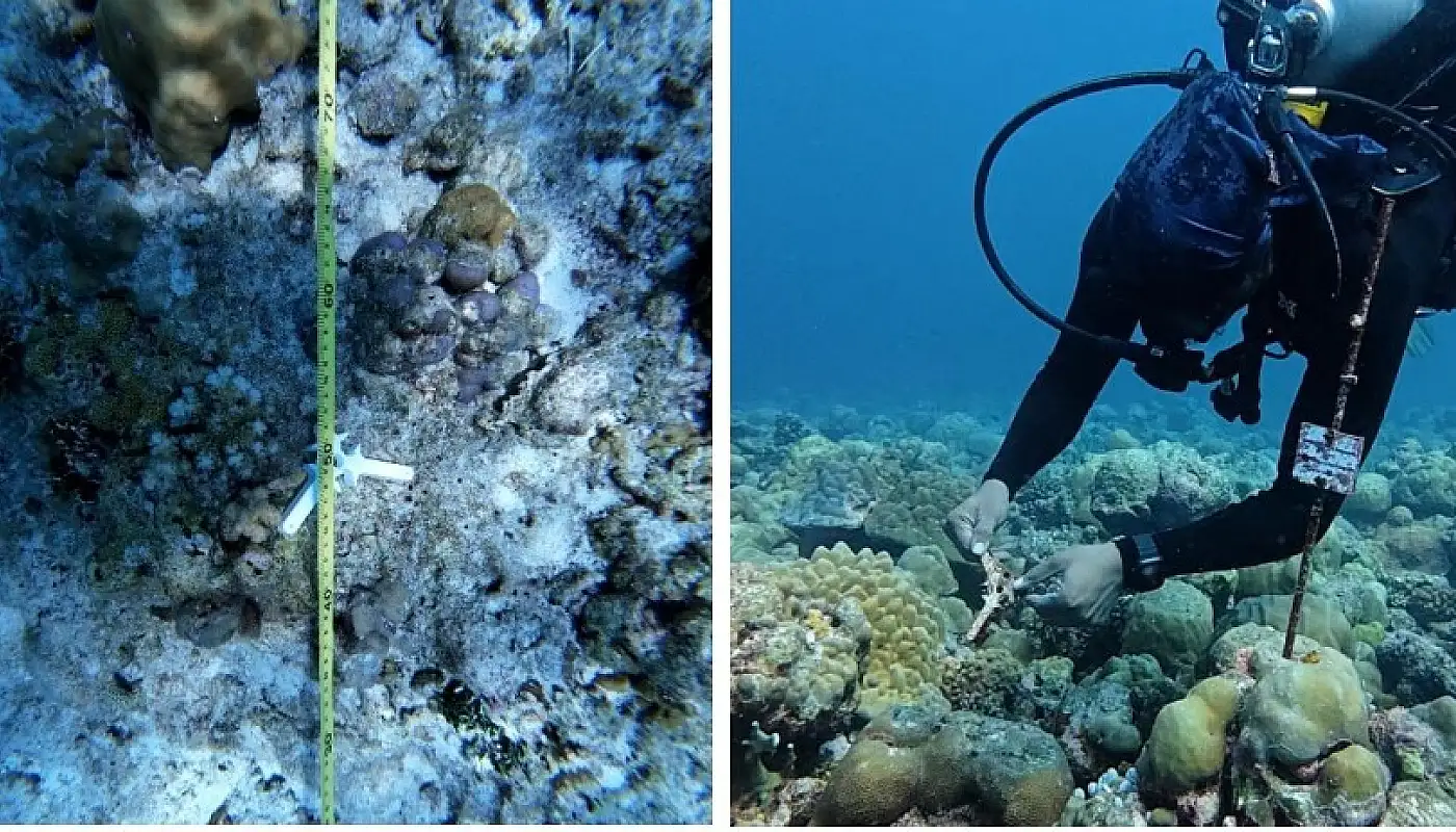 Major Coral Damage in Rasfari Due to Storms: Report