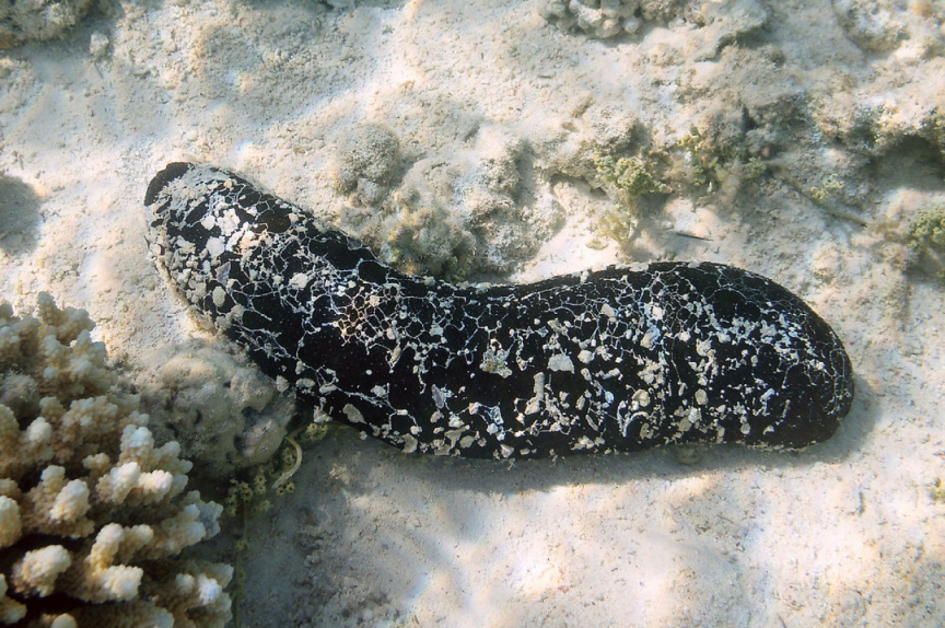 Sea cucumbers in MVR 2m case put up for auction again