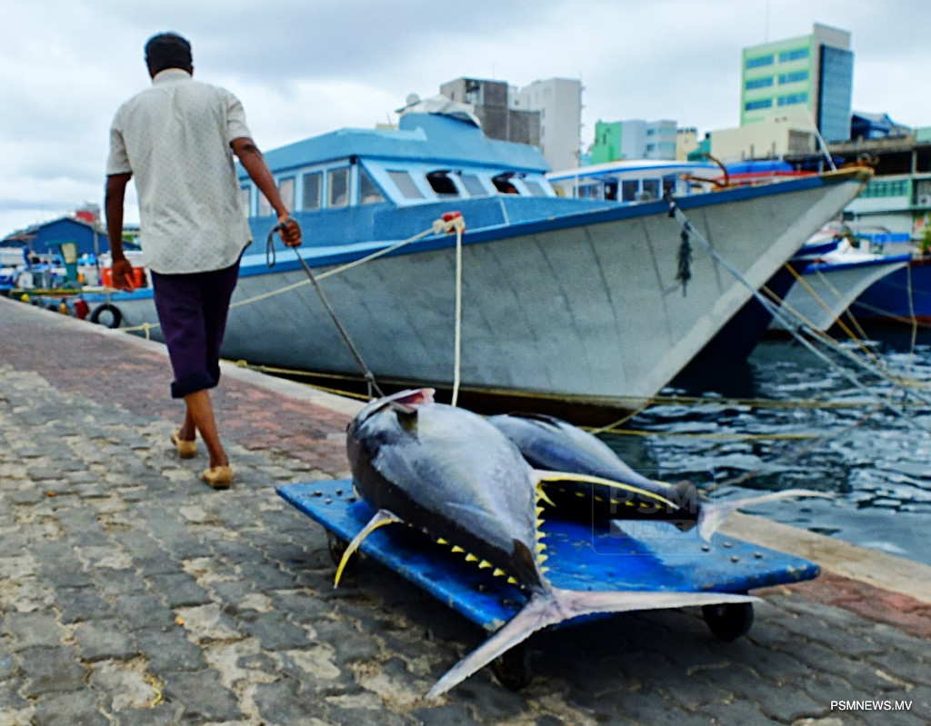 Maldives Achieves Global Sustainability Milestone with MSC Certification for Yellowfin Tuna