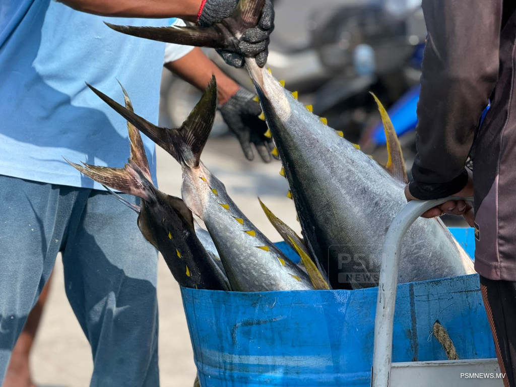 Maldives Fish Exports Surge 35 Percent to USD 4.48 Million in March
