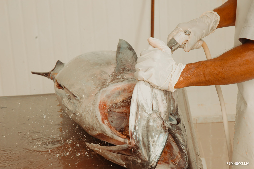UK Tariff Suspension Could Double Maldivian Fish Exports Within Two Years