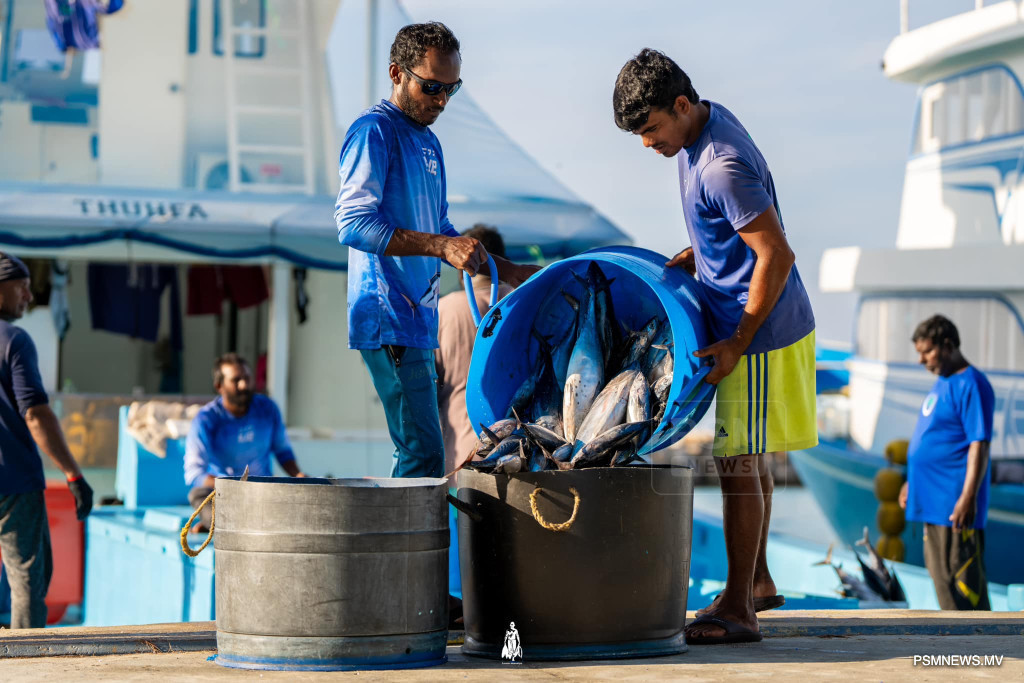 MIFCO Raises Fish Purchase Price to $1.20 to Support Local Fishermen