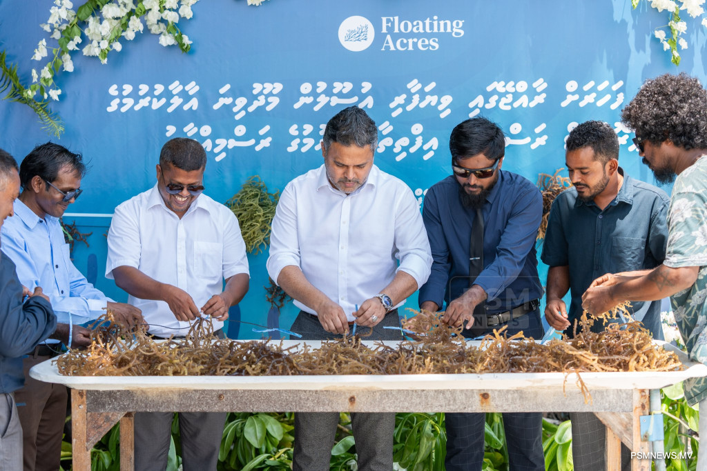 Maldives Targets Mariculture Expansion as Seaweed Exports Reach 63 Tonnes Monthly