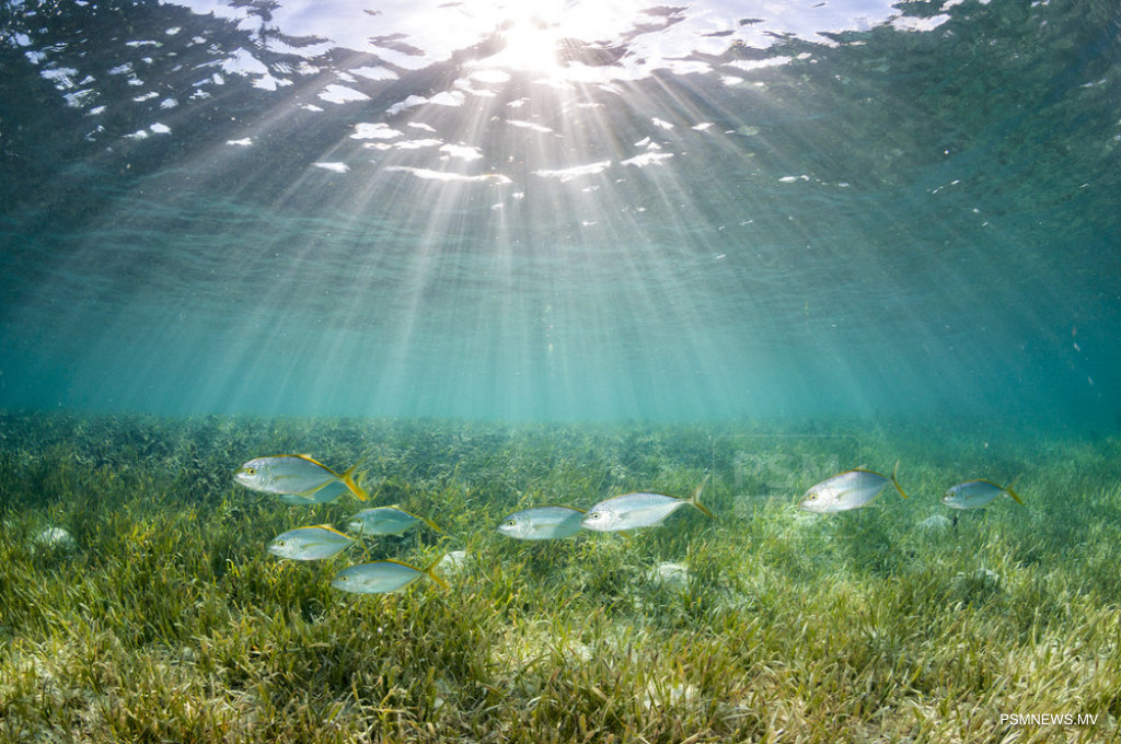 Private Investment Grows as Two Companies Launch Seaweed Cultivation Projects