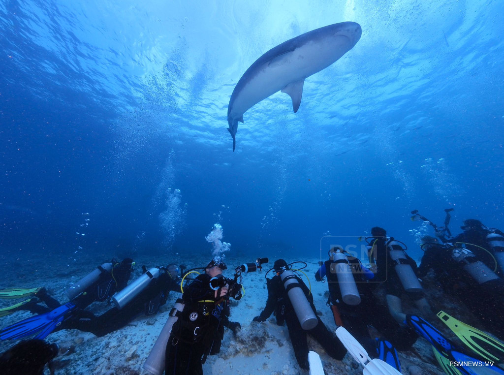 Maldivian Diving Schools Lead Tourism Growth With 47 Per Cent Revenue Surge