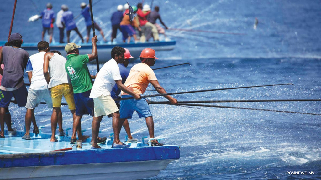 Maldivian Fisheries Recover as Daily Tuna Purchases Hit 50 Metric Tonnes