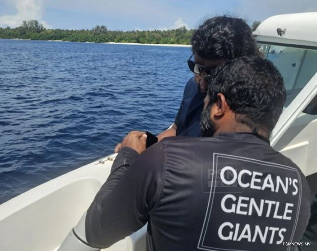Tech4Nature Project Deploys Advanced Equipment to Protect South Ari Atoll Whale Sharks