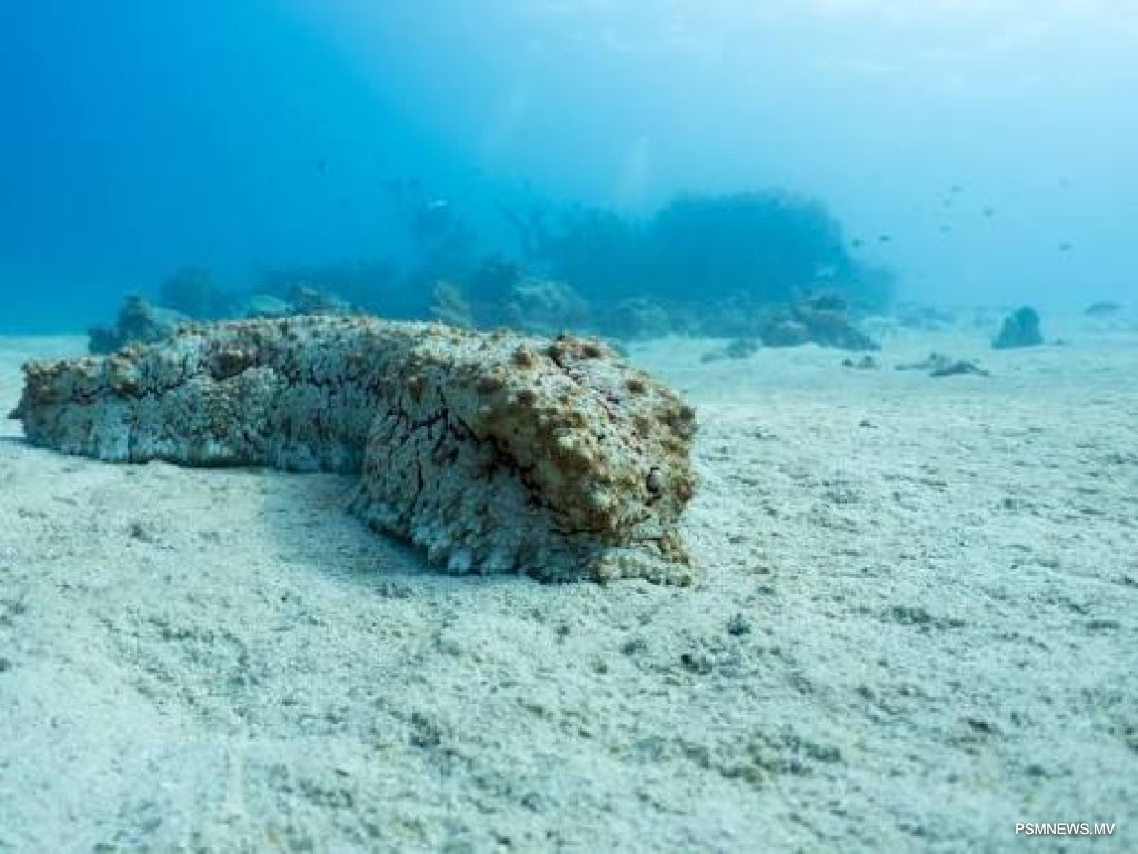 Government Sets New Export Guidelines for CITES-Listed Amberfish Sea Cucumber