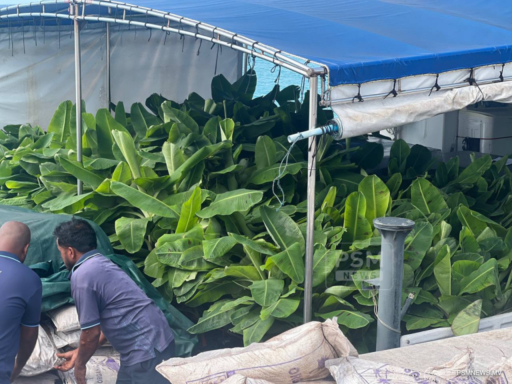 Maldives Deploys 25 Specialized Sprayers to Atolls to Combat Invasive Tree Pests