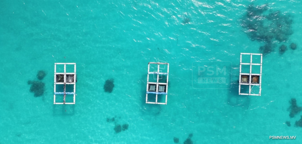 Legal Reforms Ease Island Leasing to Boost Maldives Mariculture and Food Security