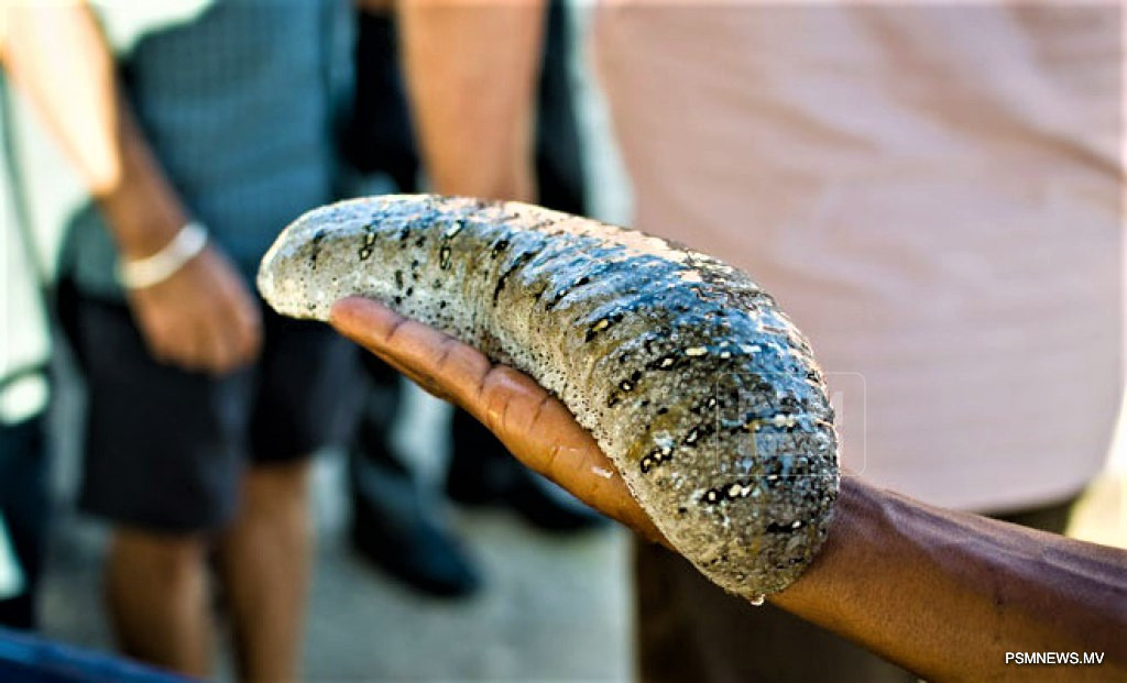 Maldives Sets 11-Tonne Sea Cucumber Export Limit to Protect Marine Species
