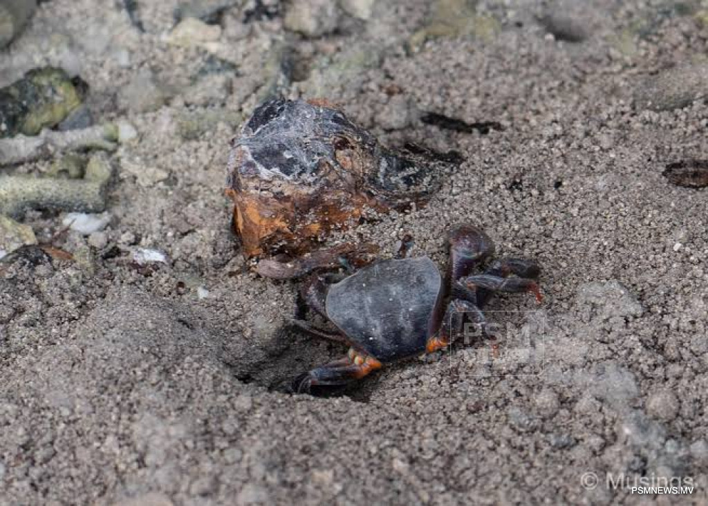 Maldives Launches First Mud Crab Fattening Project to Boost Local Aquaculture