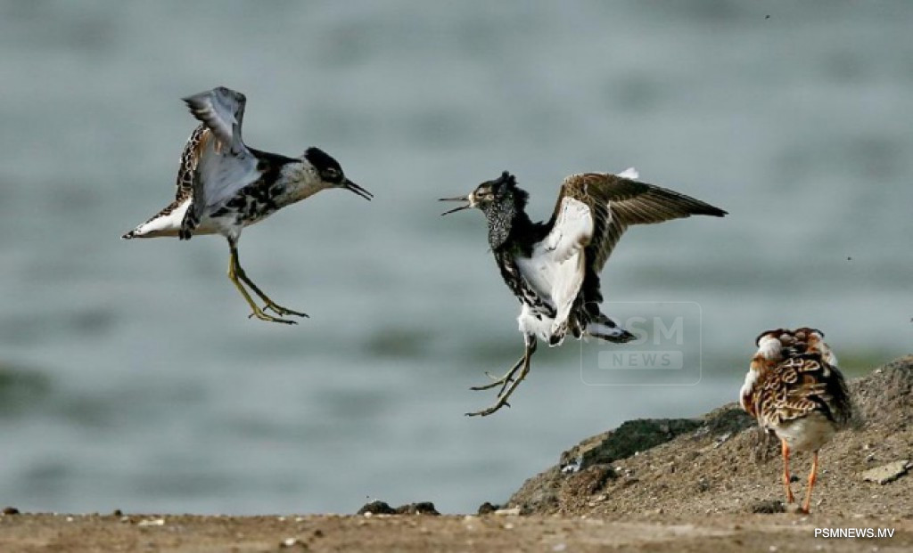 ERA Warns Against Illegal Trade of Protected Migratory Birds in Maldives
