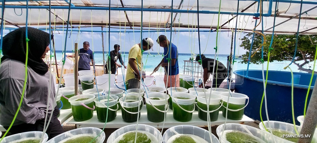 Ministry Opens Applications for Fourth Marine Hatchery Skills Development Programme