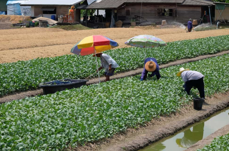 Thailand Turns to South Asia for Workers as Labour Shortage Deepens