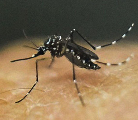 Health Protection Agency Urges Vigilance as Mosquito Breeding Increases Amid Rainy Season