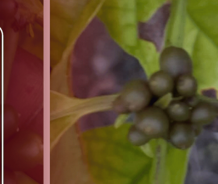Historic achievement: First coffee beans successfully grown in Maldives