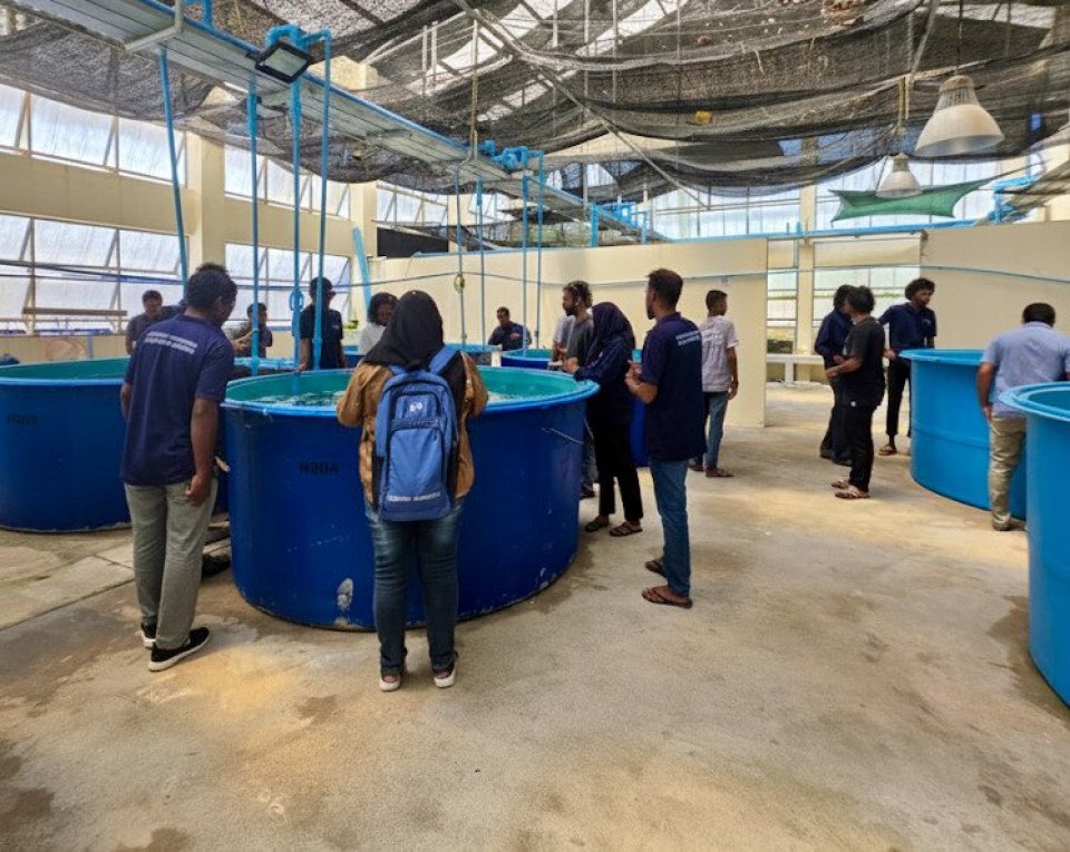 Grouper Farming Training Boosts Maldivian Mariculture